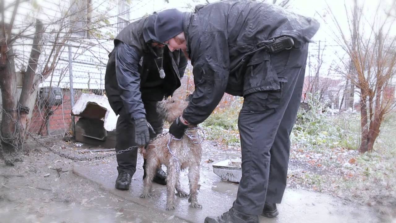 Help Dogs Left Outside this Winter