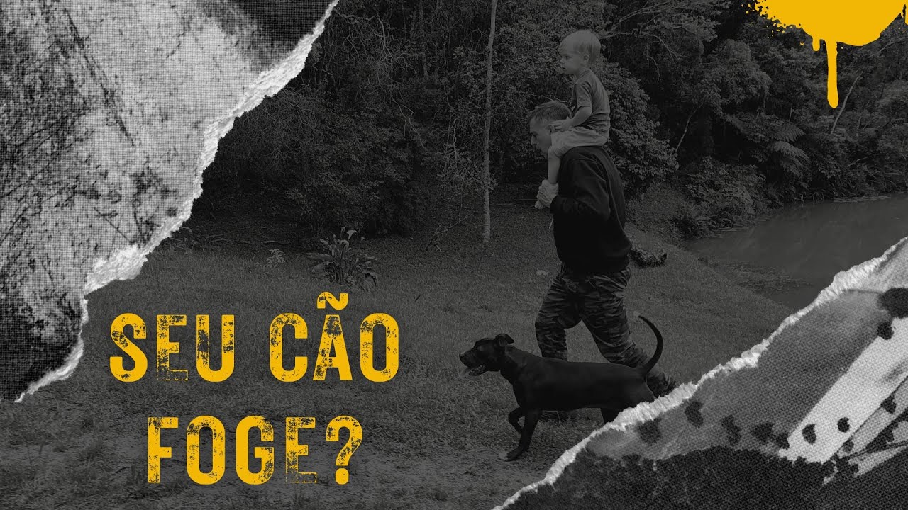 Cão que foge NÃO TEM DONO!