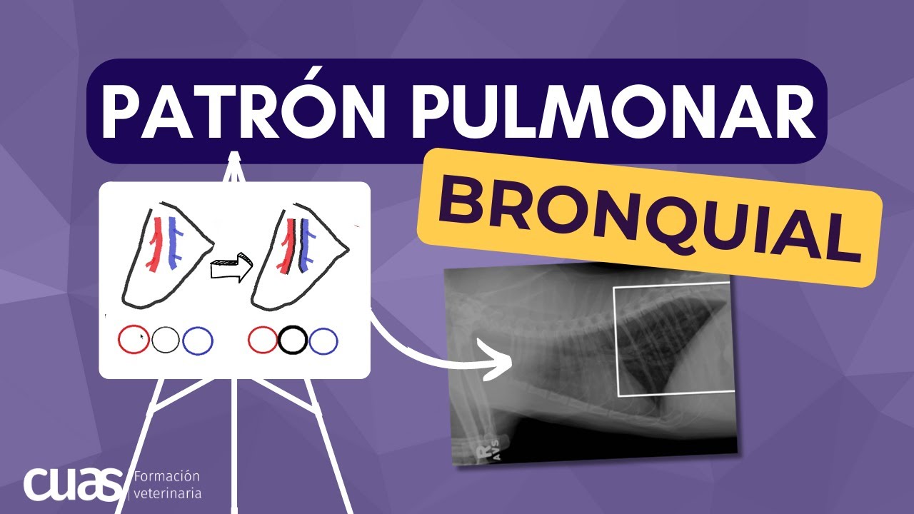 Patrón Bronquial 🫁 en Radiografía Torácica ☢️ de Pacientes en Veterinaria de Pequeños