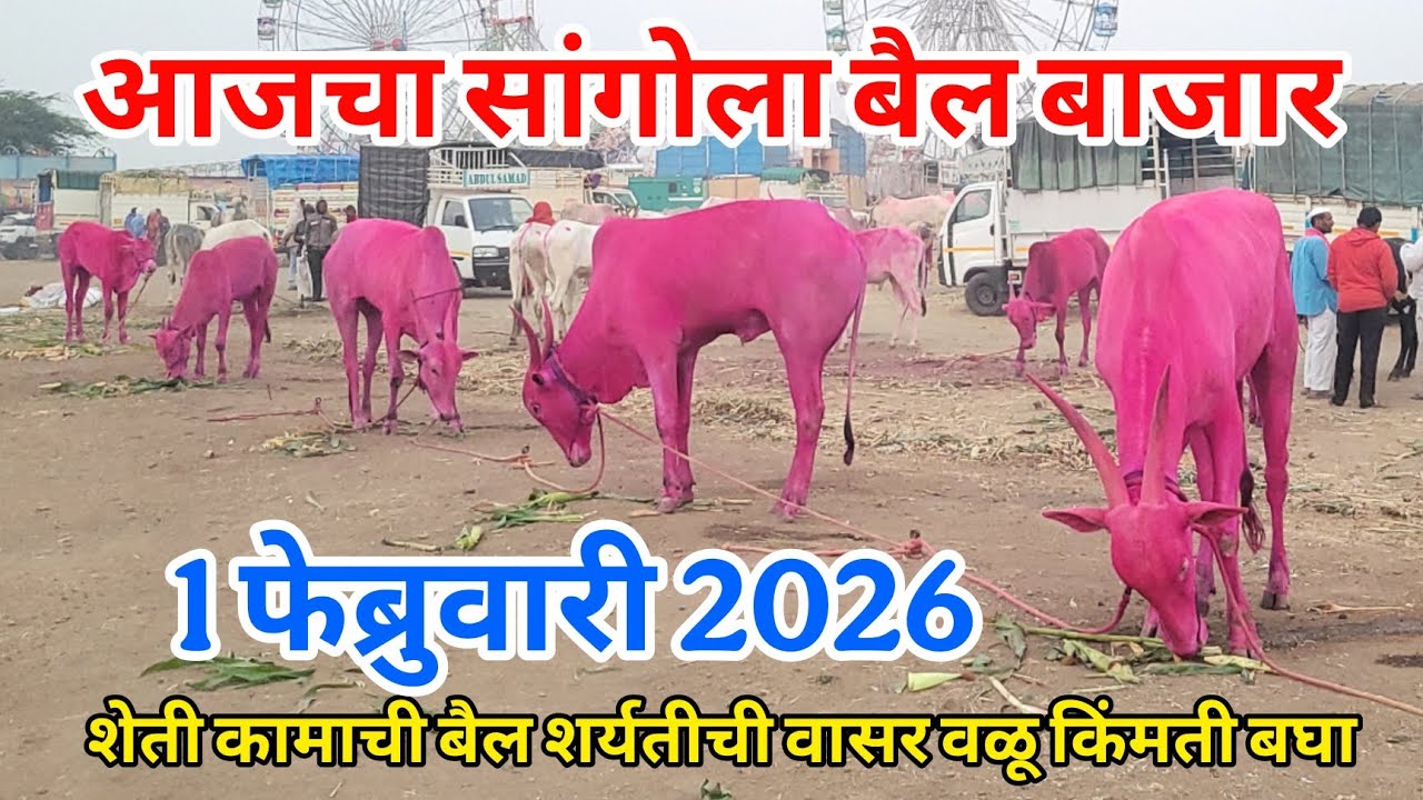 आजचा सांगोला बैल बाजार 1 फेब्रुवारी 2026, शेतीकामाची बैल शर्यतीची वासर किंमती बघा Sangola bail bazar