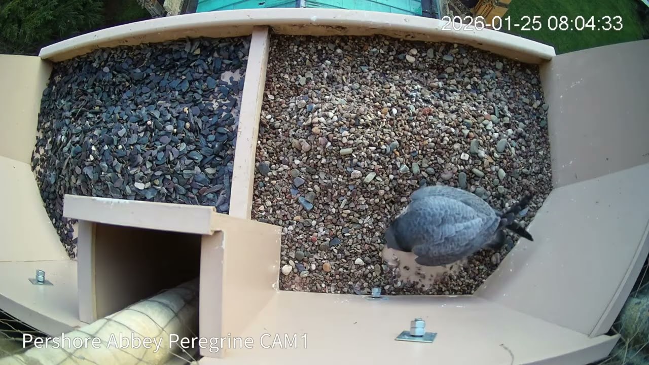 Peregrine 20260125 0804 Dropped in for a quick scrape
