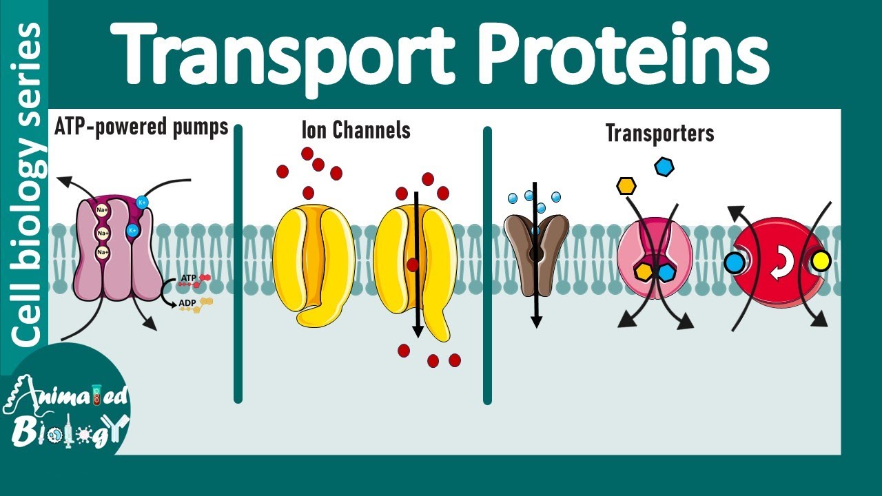 Transport proteins in the plasma membrane |Membrane transport| Channels, carriers & ATP driven pumps