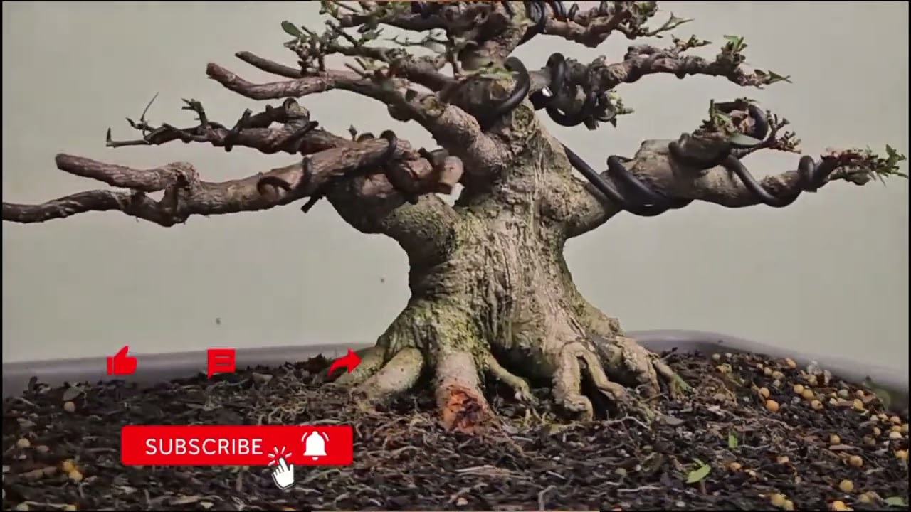 belajar pruning bonsai the max#bonsai anting putri the max#fyp#vidieofiral#bonsai anting putri kelas