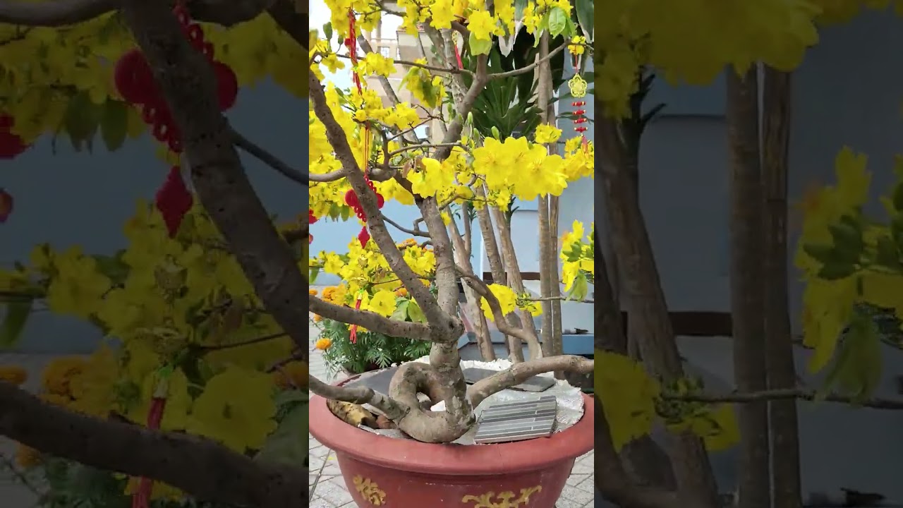 Khoảnh khắc (Ngày 1-1/ Bính ngọ). 