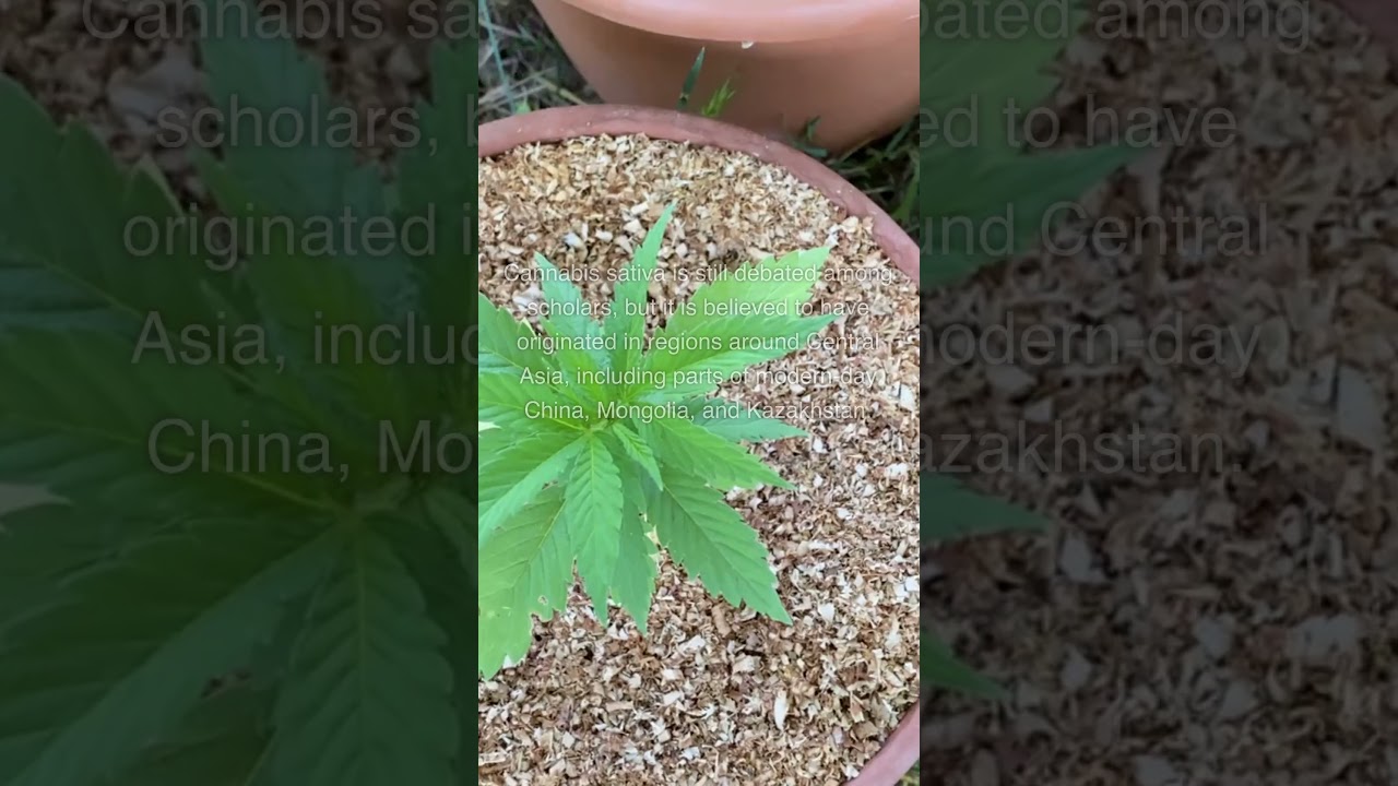 The Uplifting World of Sativa: Nature's Green Elixir Unveiled!