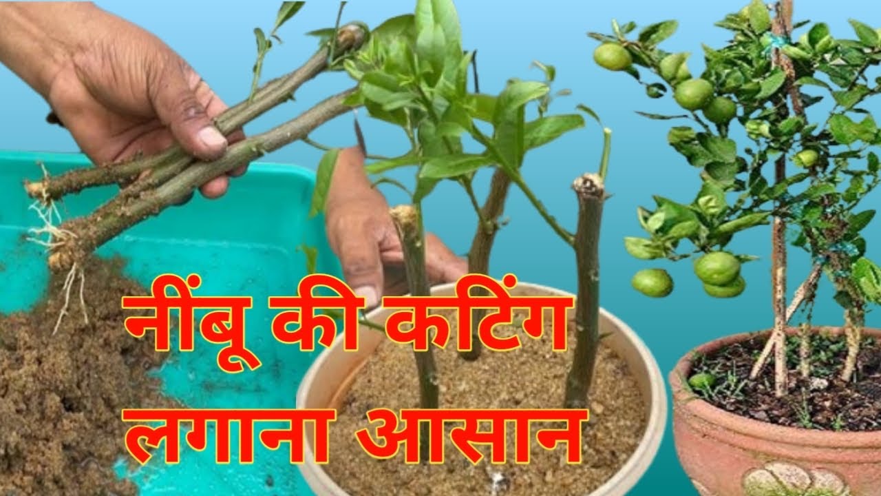 नींबू कटिंग ग्रो ॥ नींबू ग्राफ्टिंग ॥ नींबू कटिंग से कलम लगाना आसान ॥ Lemon plant cutting grow