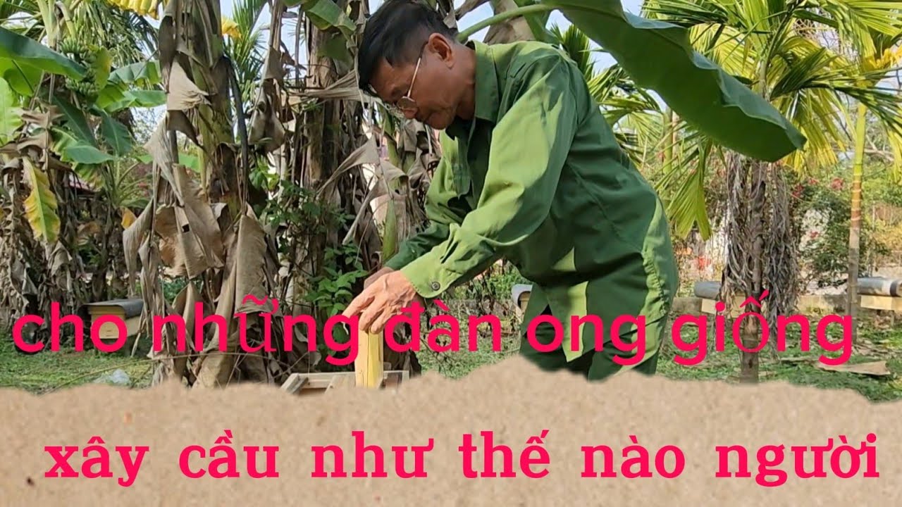 CHO NHỮNG ĐÀN ONG GIỐNG XÂY CẦU NHƯ THẾ NÀO (những người mới nuôi lên biết)