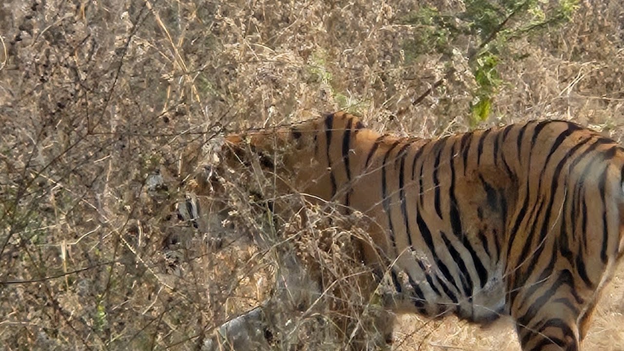 Welcome to the Nahargarh biological park tiger safari animals viralreels jungle Sisiyawas jungleking