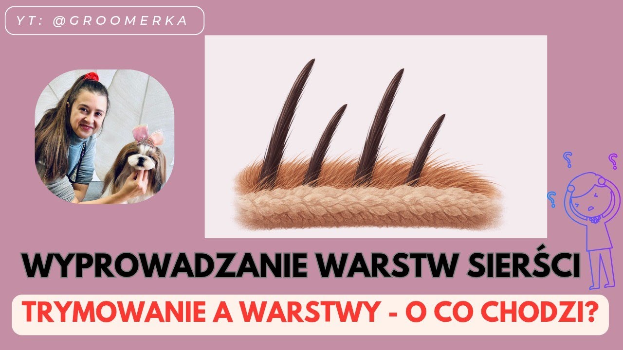 „Wyprowadzanie warstw w sierści” w trymowaniu – o co z tym chodzi?