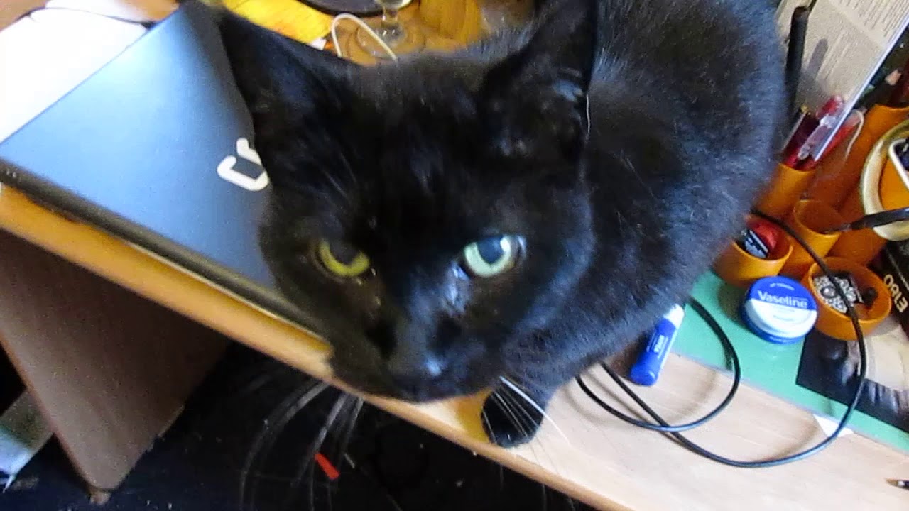 My Beloved Othello 2