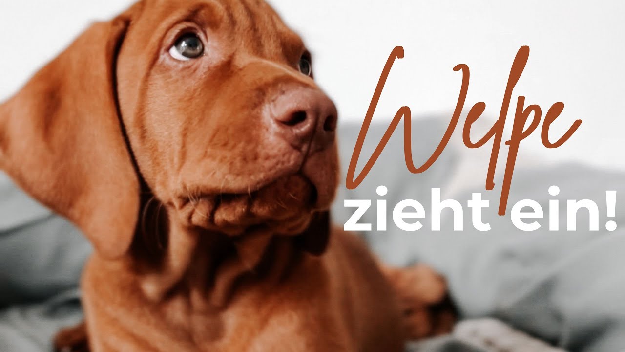 Welpe zieht ein 🐶😭♥️ I Magyar Vizsla I vom Kennenlernen bis zum Abholtag