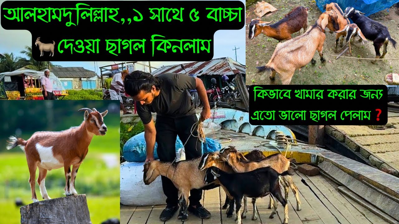 আলহামদুলিল্লাহ,,খামারে🐐ছাগল নিয়ে আসলাম || ব্লাক বেঙ্গল ছাগল পালন || Bird's Agro 