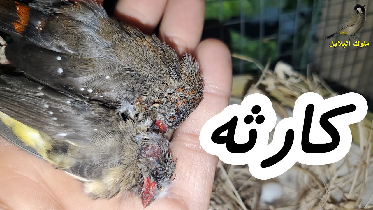 اليوم حصلت كارثة في عش طيور الفراولة