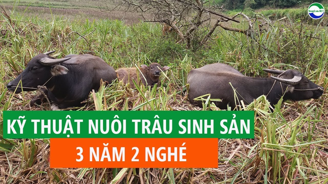 Chia sẻ kỹ thuật nuôi Trâu sinh sản nhanh 3 NĂM 2 NGHÉ