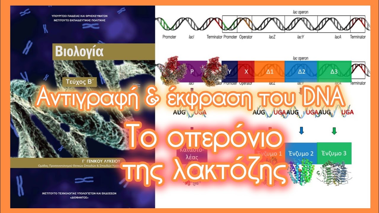 Το οπερόνιο της λακτόζης • Αντιγραφή & έκφραση του γενετικού υλικού • Κεφ. 2.4