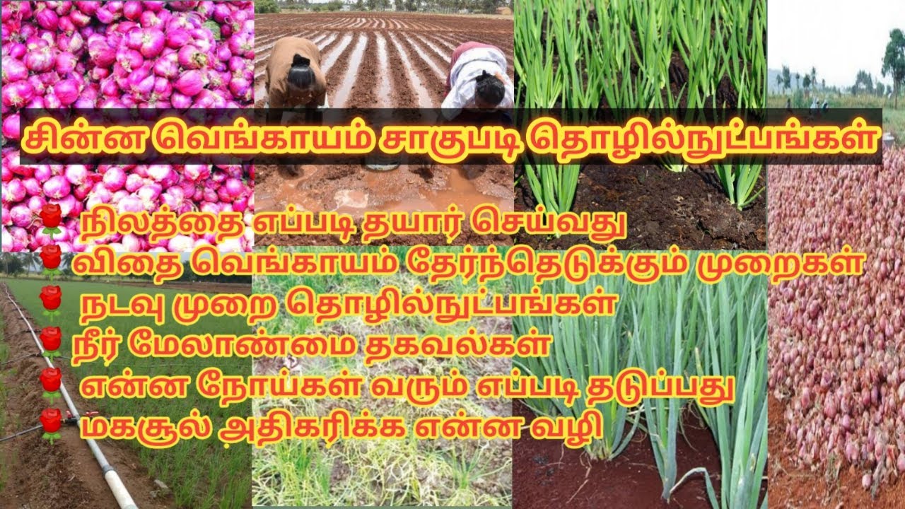 சின்ன வெங்காயம் நடவு முதல் அறுவடை வரை
