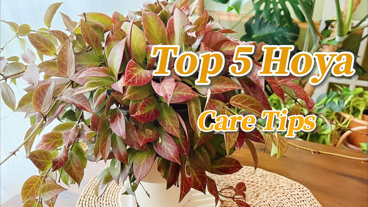 球兰喜爱&推荐前五名，中英文名对照Top 5 Hoya