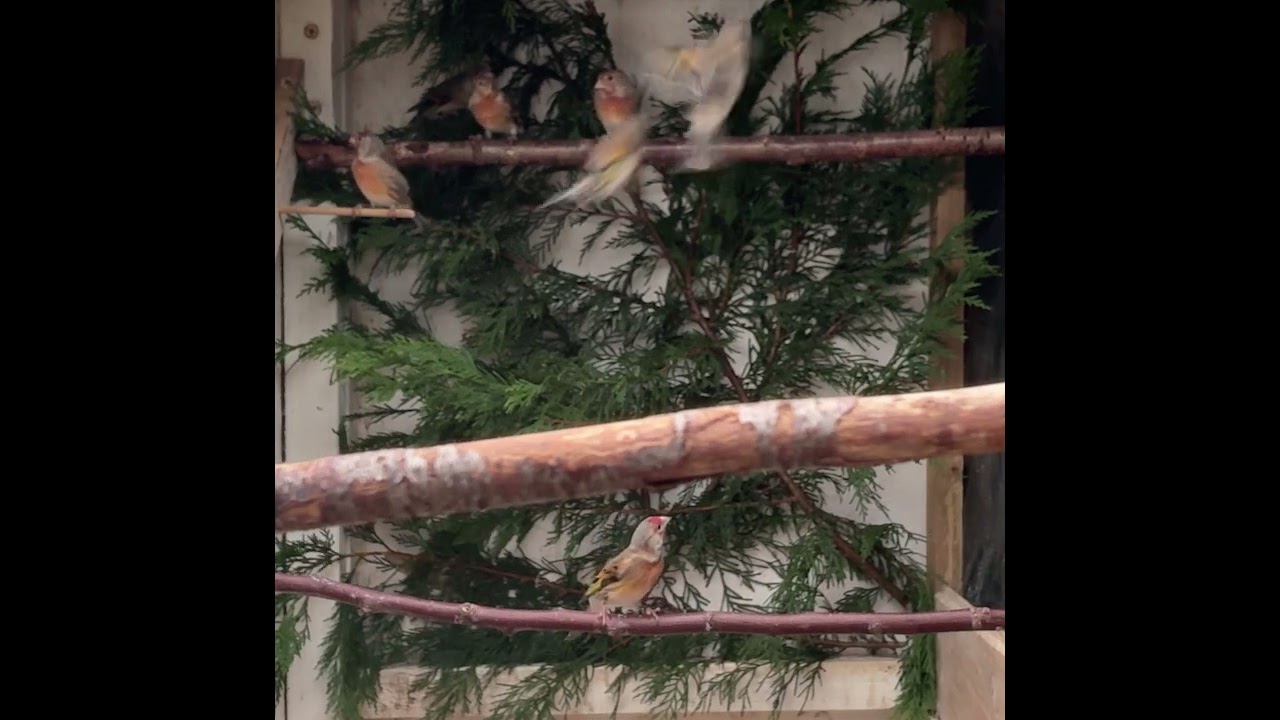 young goldfinch mules