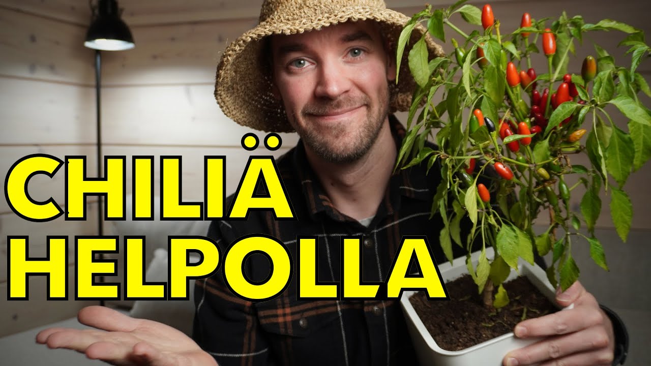 Chilin kasvatus onnistui yllättävän helpolla (2025)