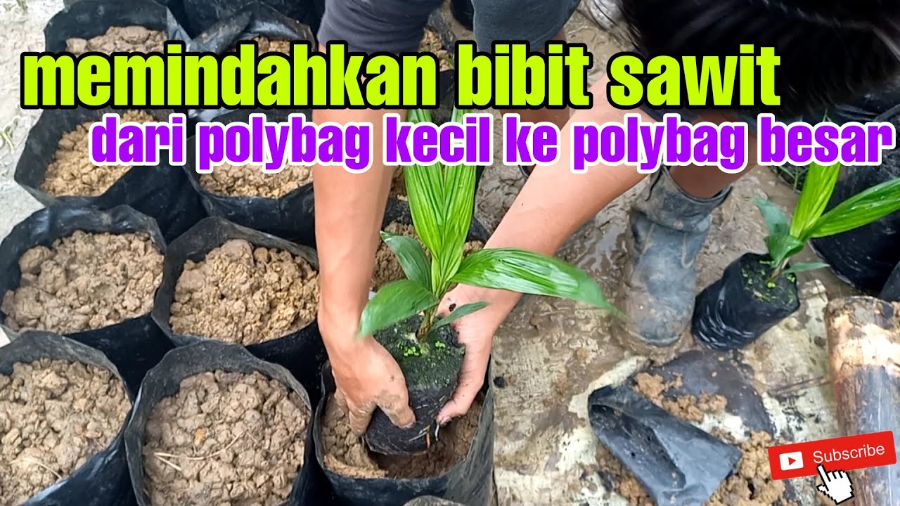 cara pemindahan bibit sawit dari polybag kecil ke polybag besar||transplanting dari PN ke MN