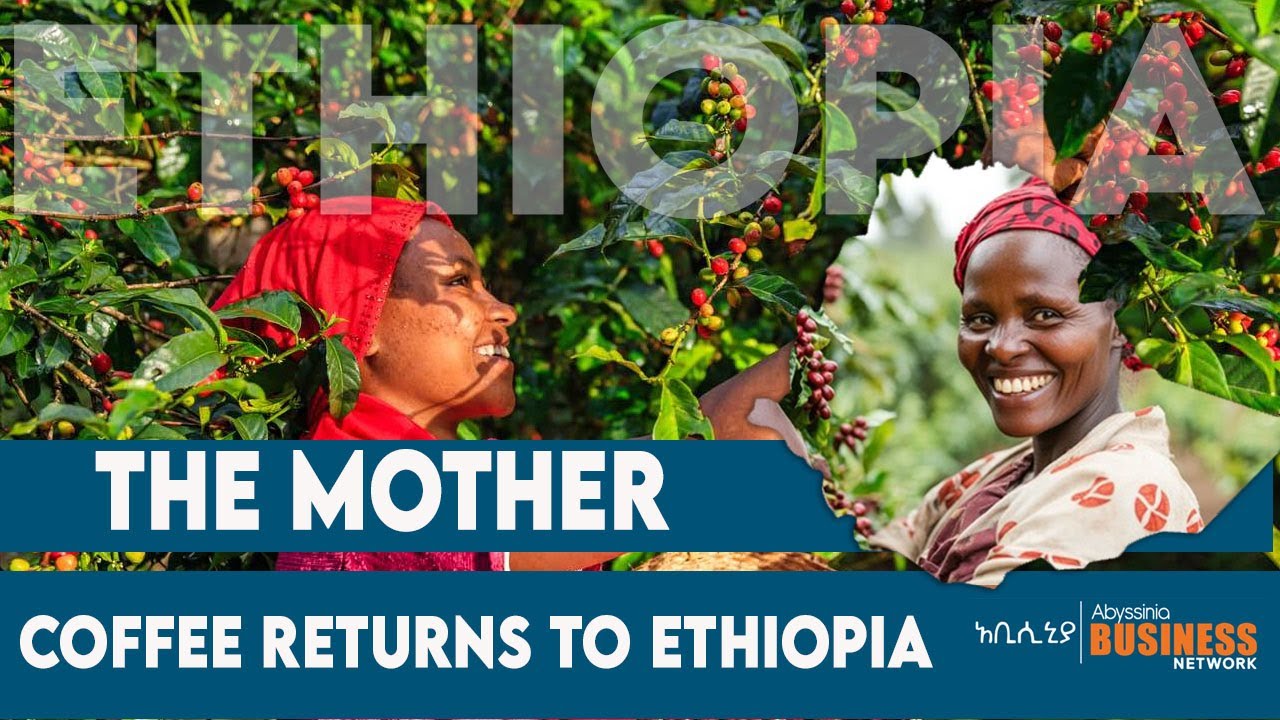 THE MOTHER OF COFFEE RETURNS TO ETHIOPIA.