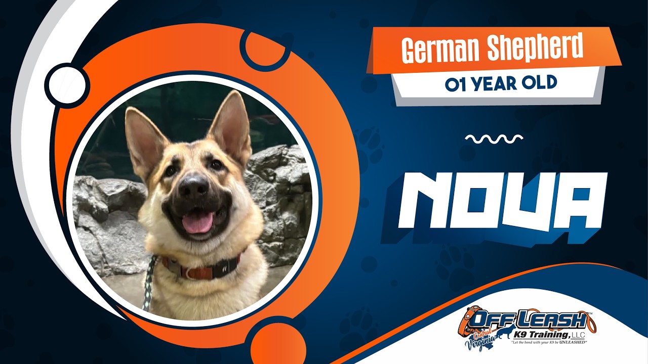 German shepherd || 1 year old || Nova || Best Dog Trainers in VA 