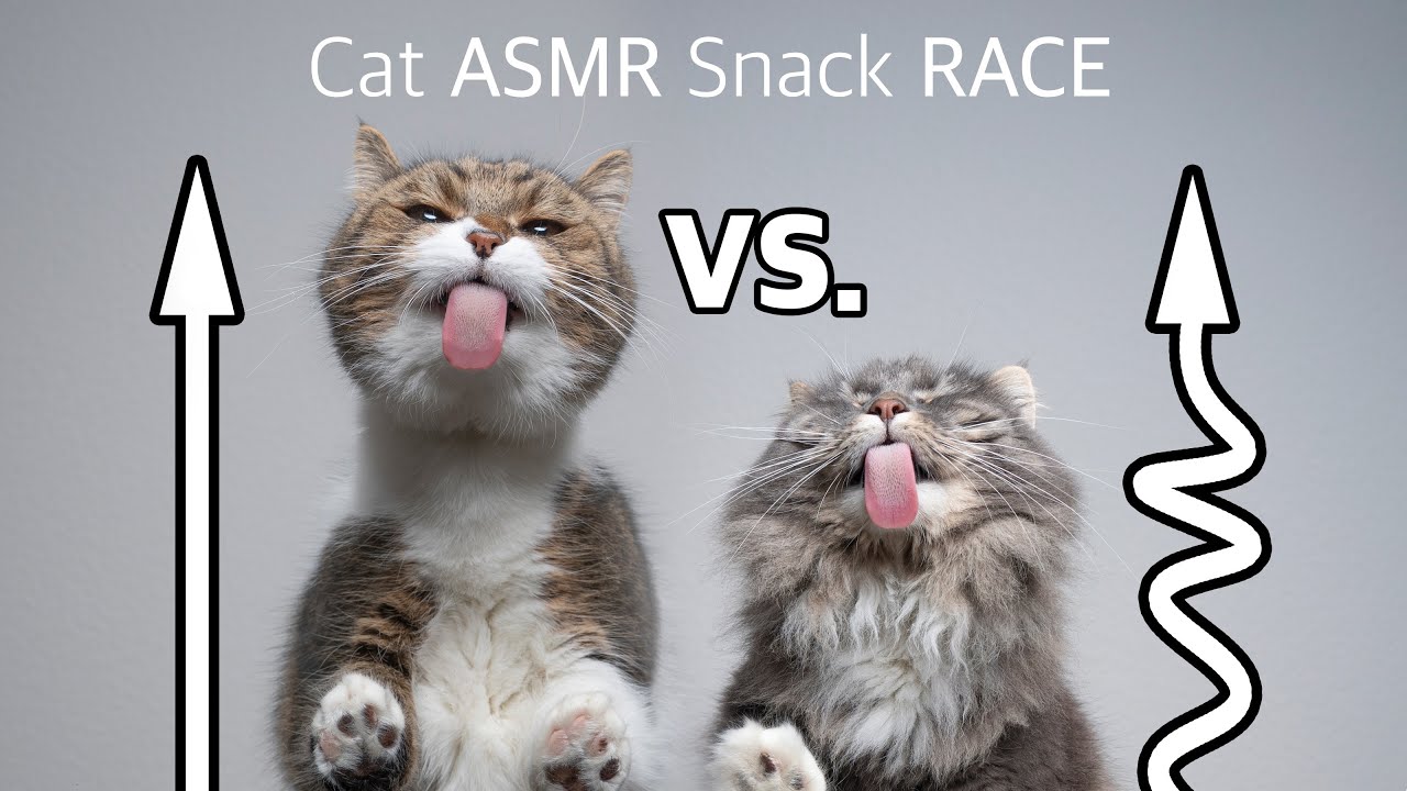Creamy Snack licking race | Cats eating ASMR on glass table