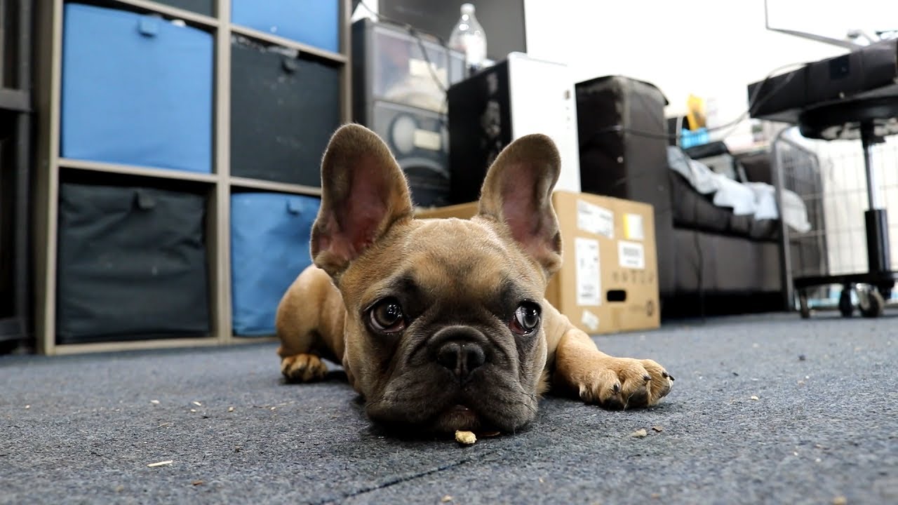 14 Week Old French Bulldog Happy at Work!