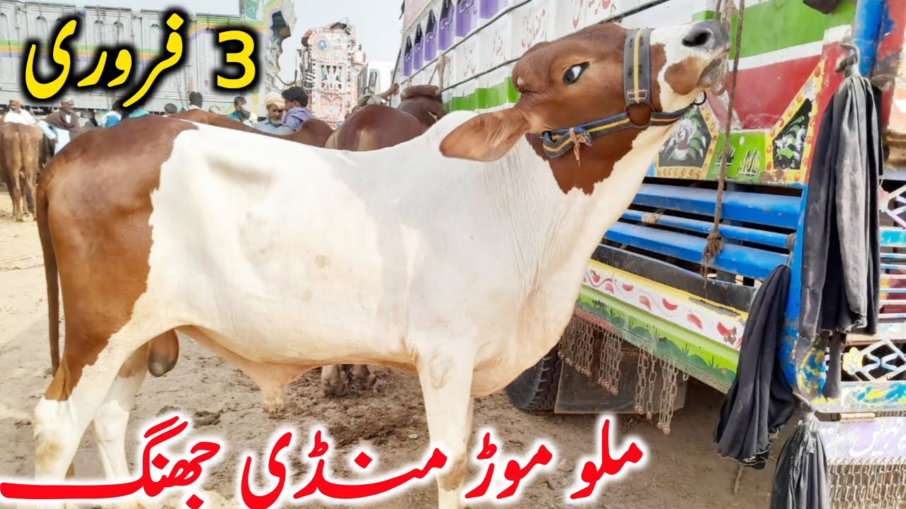 Mallumor Doli Shaheed Mandi Jhang Qurbani Bachre || Global Village Farming