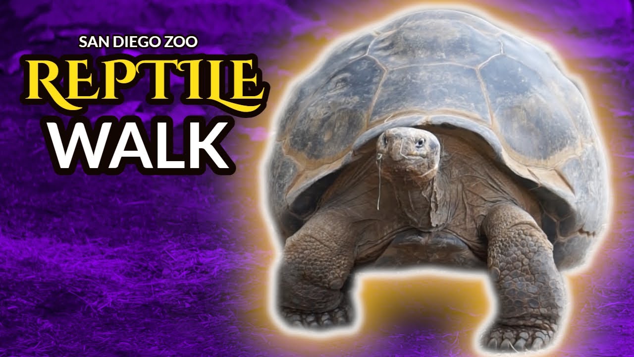San Diego Zoo Discovery Outpost | Reptile Walk