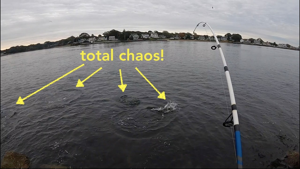 Cape Cod Canal Fishing: STRIPED BASS BLITZ at my Feet