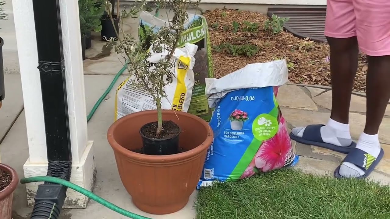 How to Plant a Japanese Maple in a Pot // Sep 2025