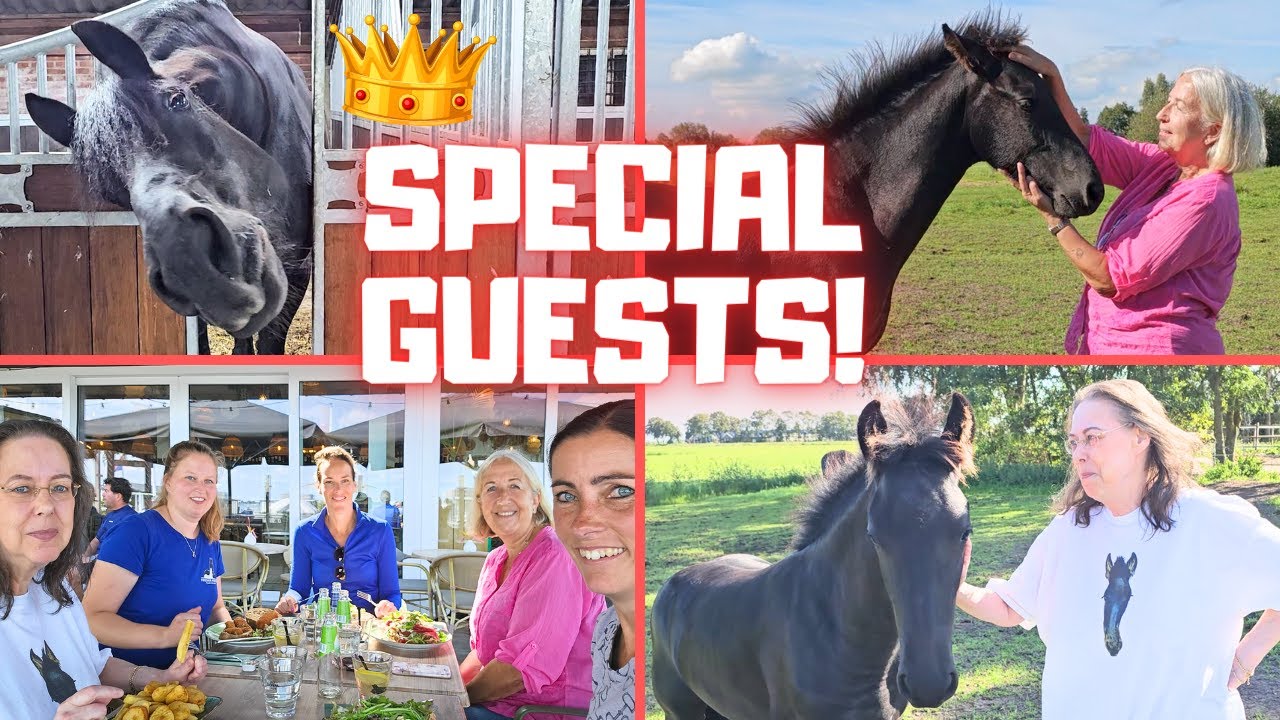 You know these special guests! We take them to Stal G and Stal H | Friesian Horses