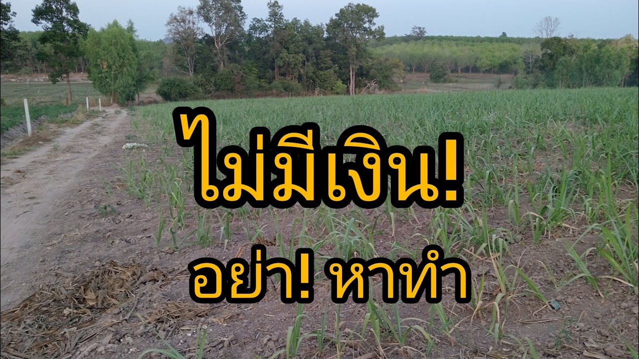 ไม่มีเงิน อย่า!หาทำ