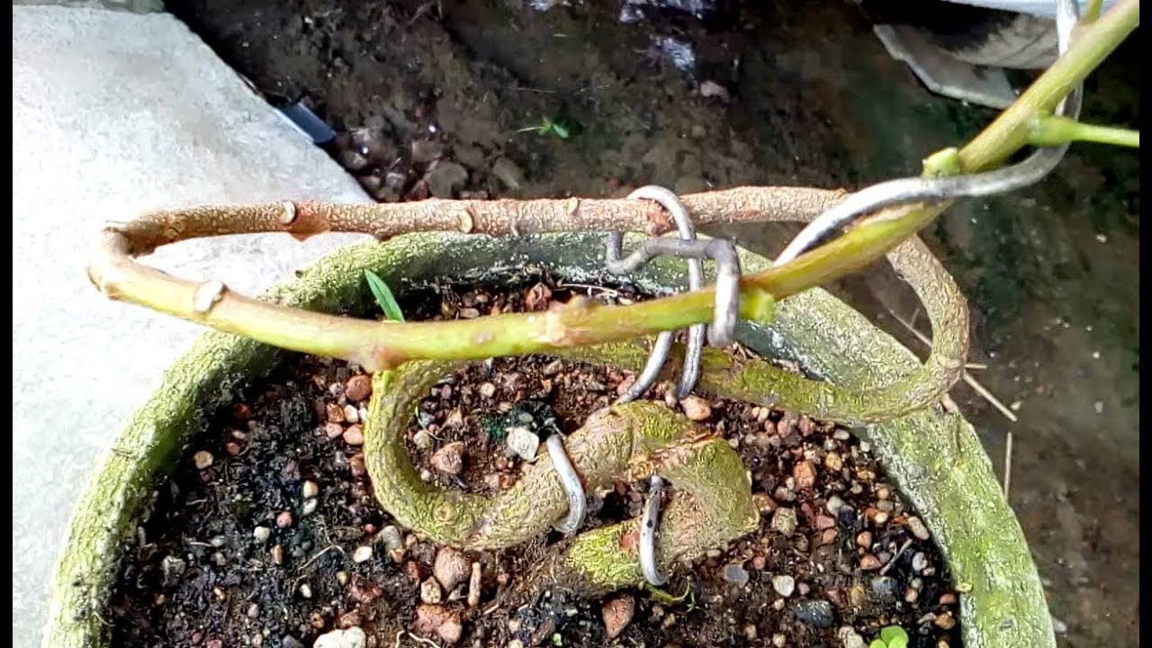 How to bonsai a neem tree