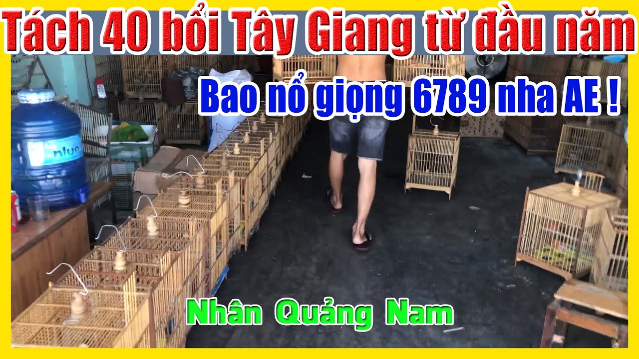 Tách 40 con bổi Tây Giang từ đầu năm 2020 - bao nổ 6789 | Nhân Quảng Nam