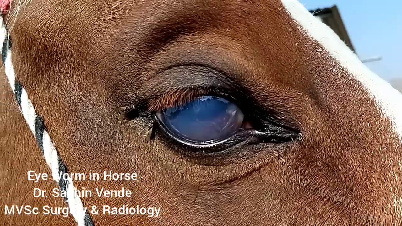Eye Worm in Horse.