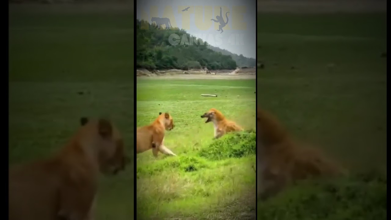 Hyena vs Lion. The battle for supremacy on the savanna