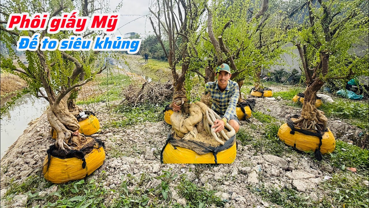 Phôi giấy Mỹ siêu to đế khủng chào bán..06/02😘📲 0907.426.069.Cảnh-Linh