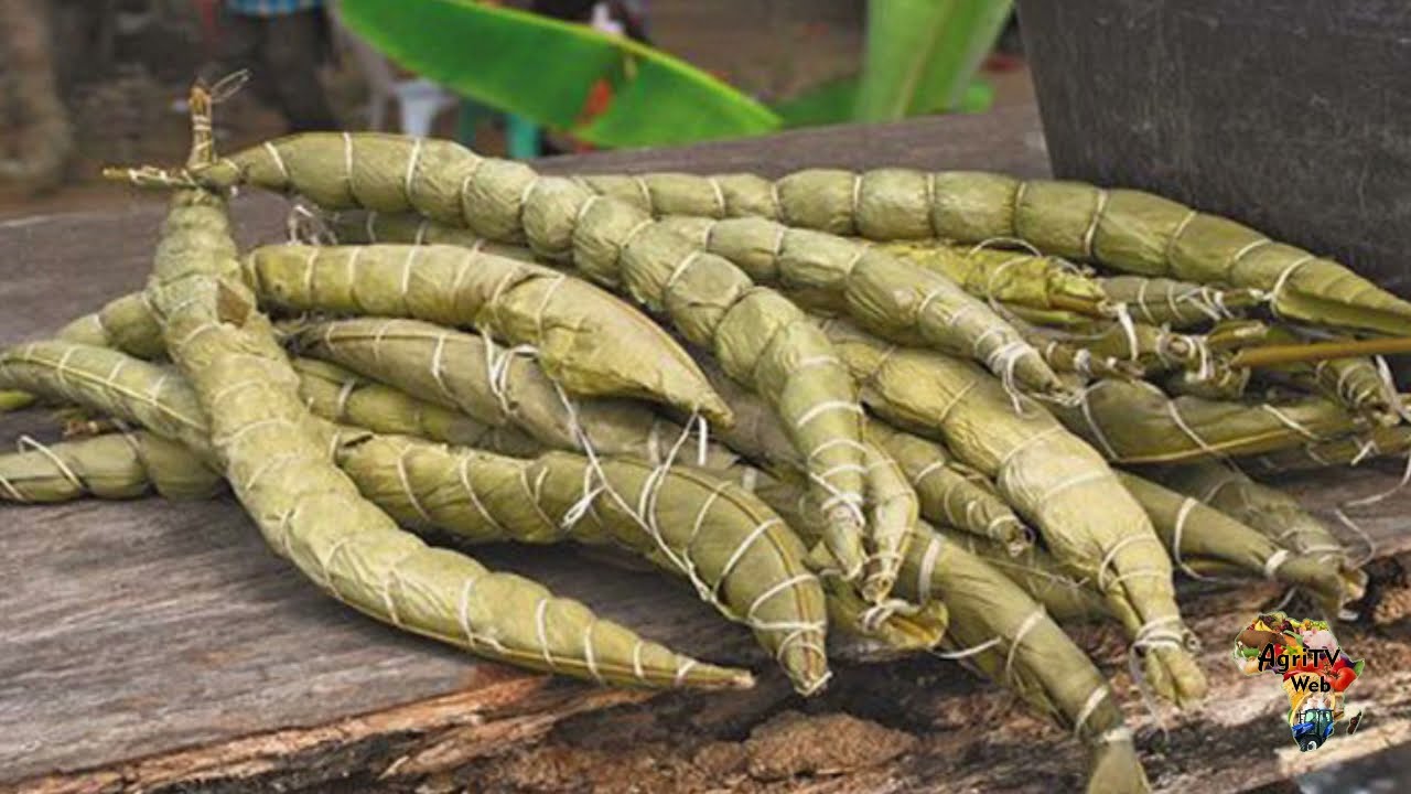 Un produit à fort potentiel le bâton de manioc ou bobolo