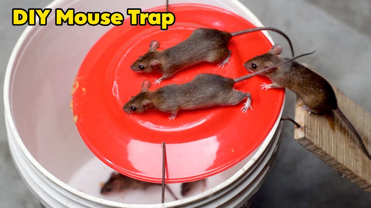 DIY Humane Mouse/Rat Trap Bucket - Homemade Rat Trap (Easy and Effective)