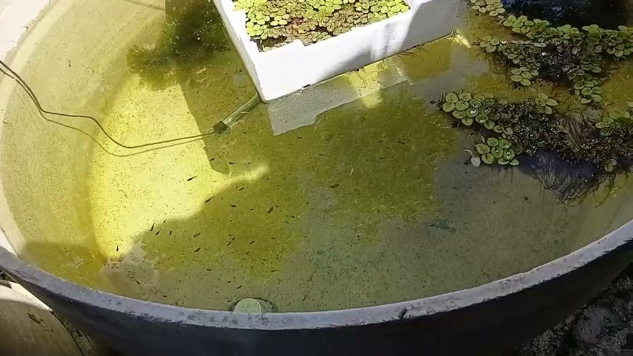 Guppy Endler 