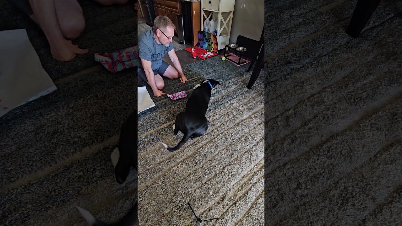 Tippy opens his birthday presents.