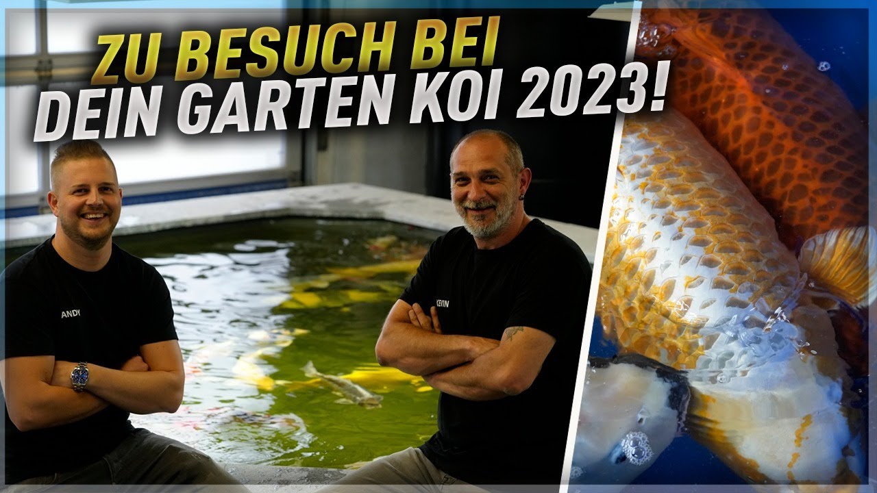 Es war spontan und es war gut! Fische mit +100cm! Zu Besuch bei Dein Gartenkoi!