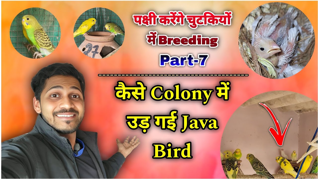 Pakshi denge chutkiyon me ande 🥚 part-7// पक्षी देंगे चुटकियों में अण्डे #bhopalibirdslovers