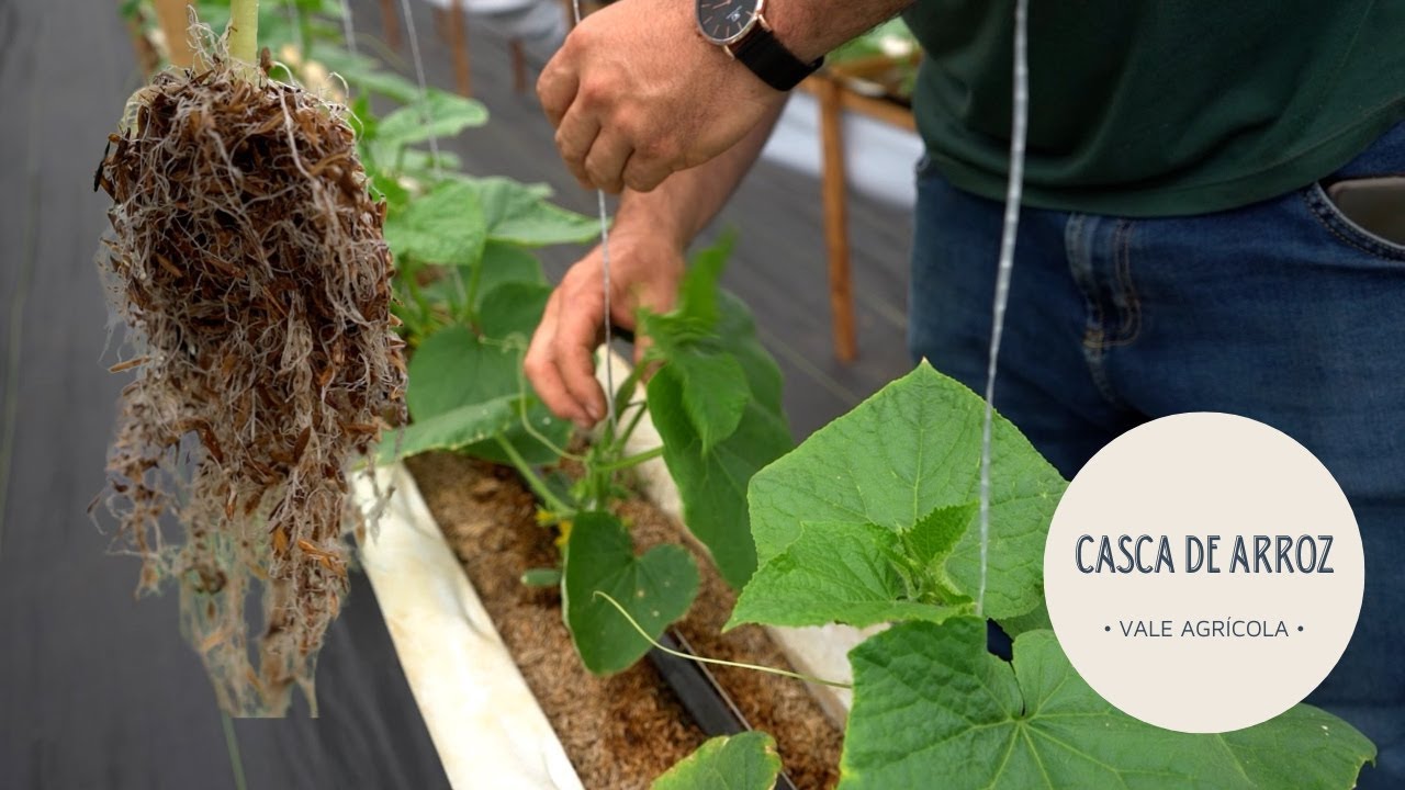 Agricultor usa casca de arroz para produzir hortaliças e reduz gasto com água em até 70%