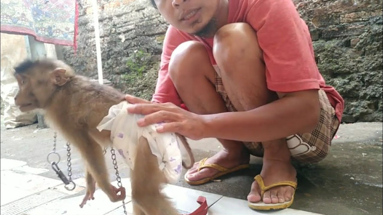 cara memakaikan popok dan baju beruk galak