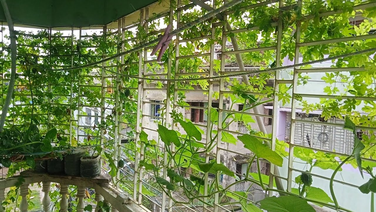 বাসা-বাড়ির বারান্দায় এত সুন্দর উুচতে বাগান । Green Life Vlogs