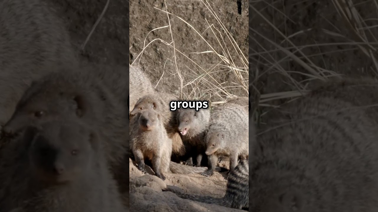 Mind Blowing Mongoose Facts You Didn't Know!