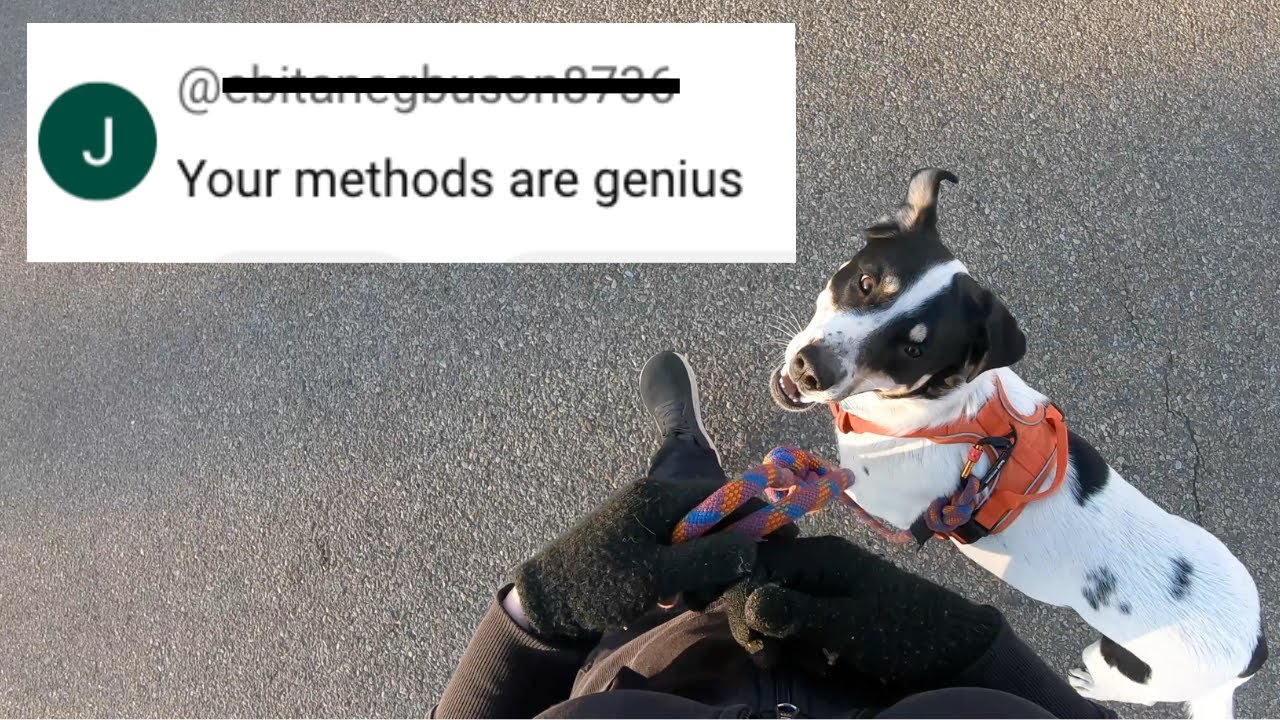 Training a Reactive Dog That Pulls on Leash: Louie Update